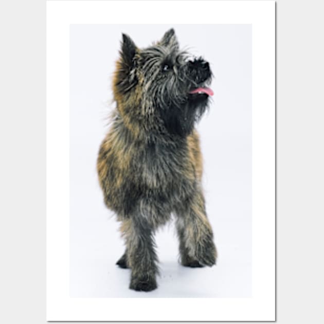 Cairn Terrier Wall Art by Avalinart